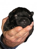 /album/gaia-som-hvalp/gul-1-jpg/